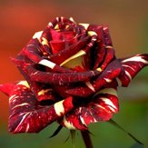 30Pcs Meteoric Dusche Rosen Samen Abracadabra Samen Blumen Bonsais DIY Haus Garten Dec